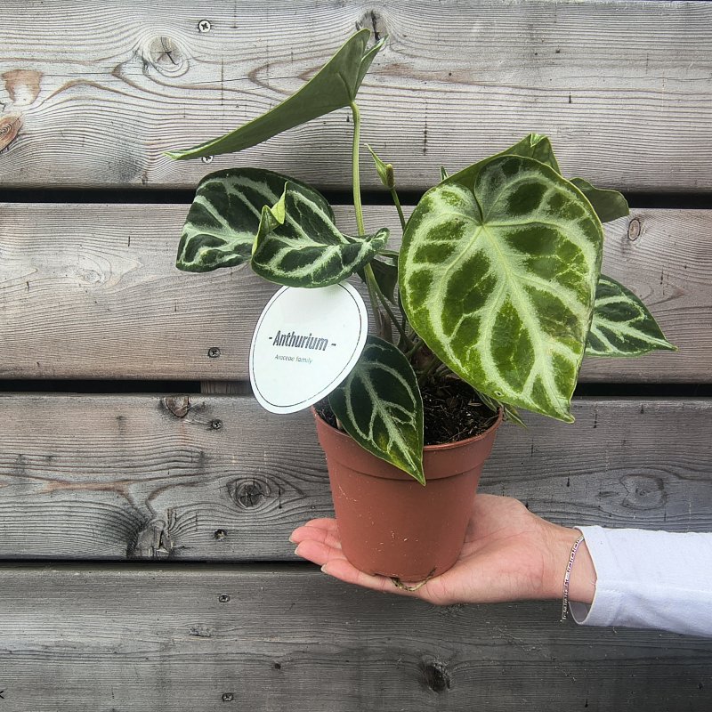 Anthurium 'Silver Blush' (Antúria)-kont. C1L, výška 15-20 cm